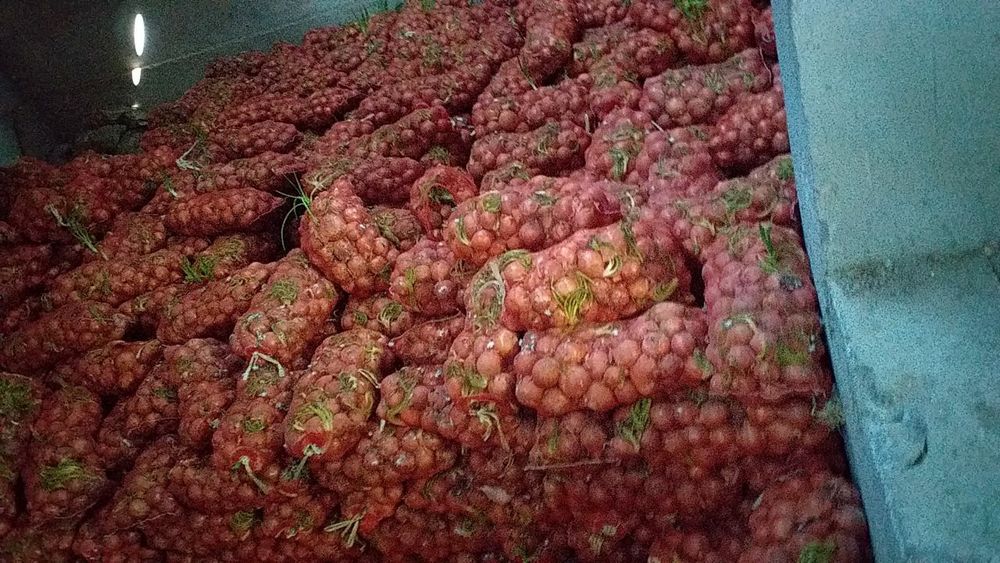 Репчатый лук оптом розницу