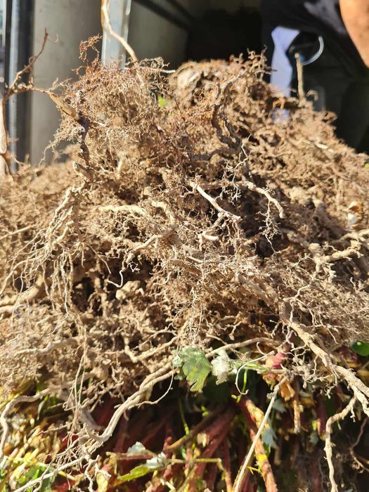 Продавам корени от малини