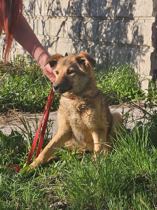 Отдам в стерилизованных щенков