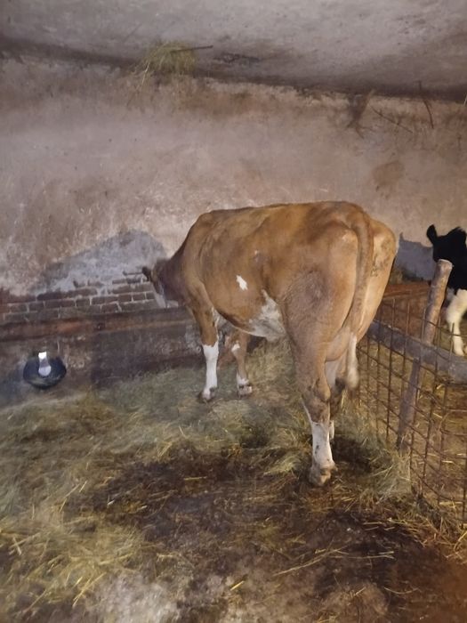 Vând juninca de 2 jumate