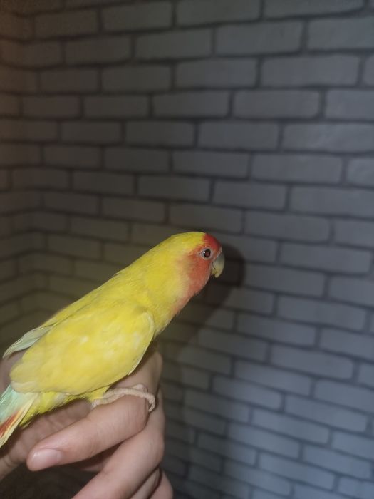 Nerazluchnik(moda/samka)