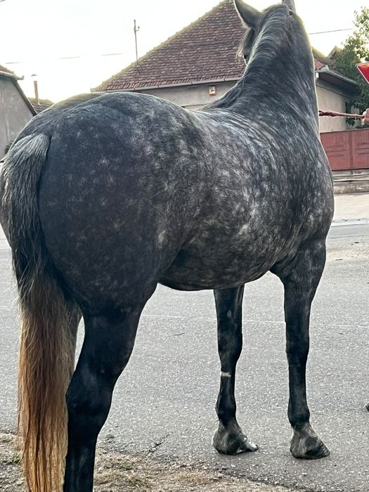 Vând manza de 4 ani foarte bună de caruta