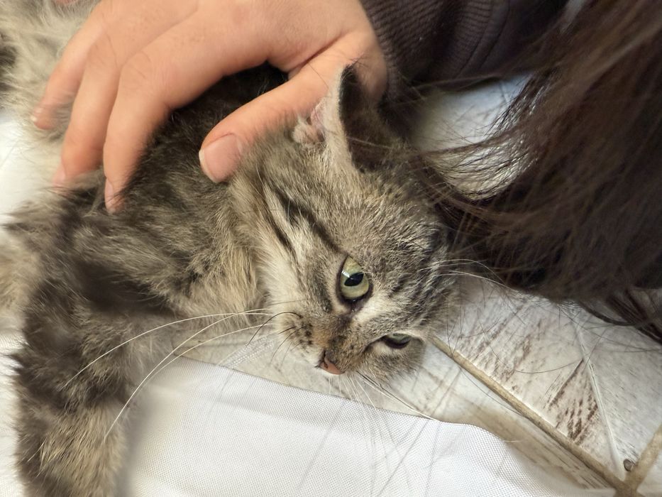 Три шестимесячные кошечки-девчонки