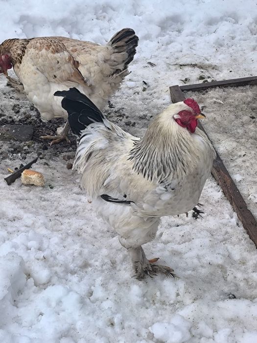 Продам петухов Барамо