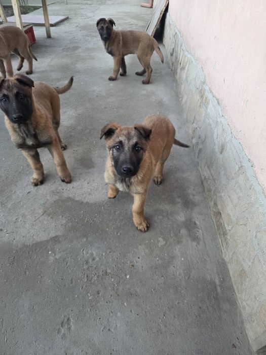 Белгийска овчарка малиноа