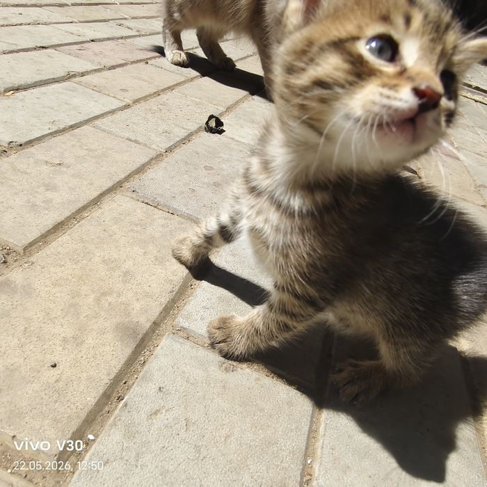 Котята даром, милые друзья