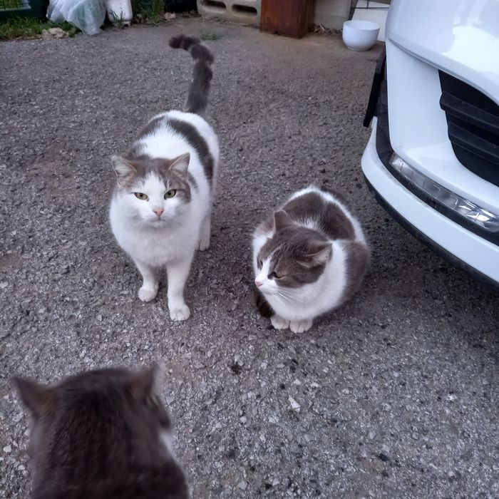 Котета на 10 месеца, кастрирани