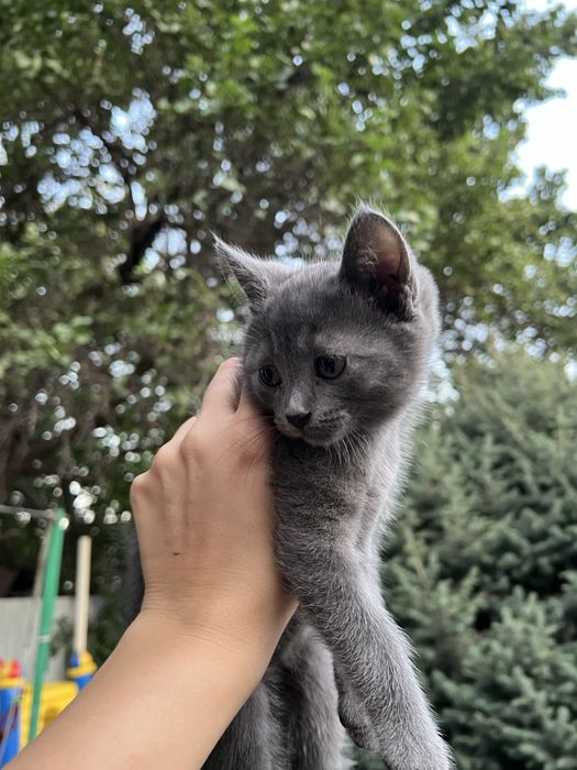 Отдам котенка в добрые руки