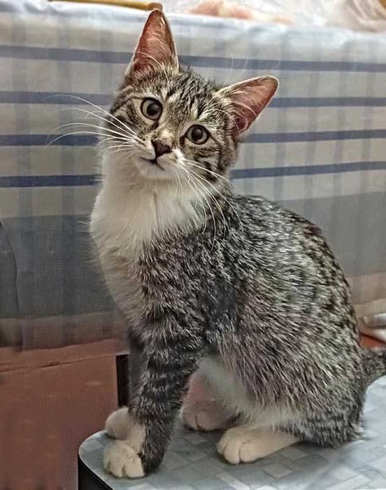 Кошечка 6,5 месяцев. Стерилизованная. В добрые, заботливые руки.