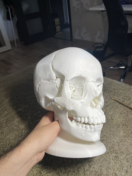 Craniu anatomic uman mărime reală