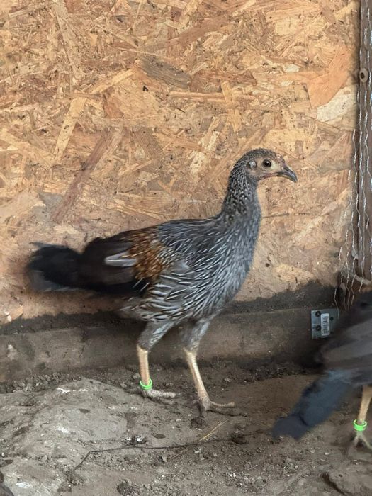 Cocos de jungla gallus sonneratii