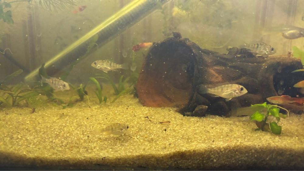 Продам рыбок мальков