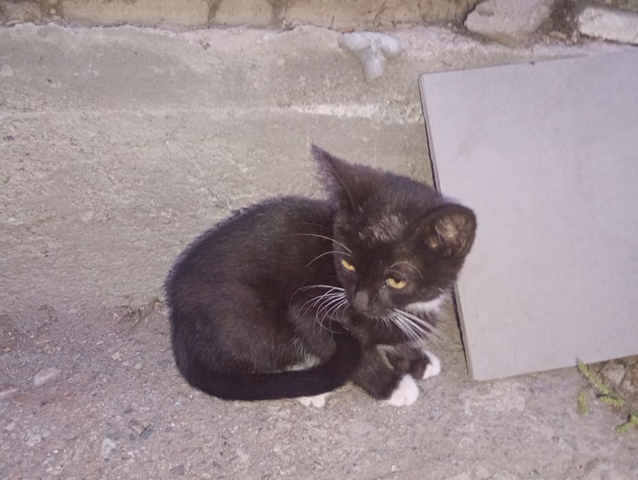 Отдадим котят две девочки