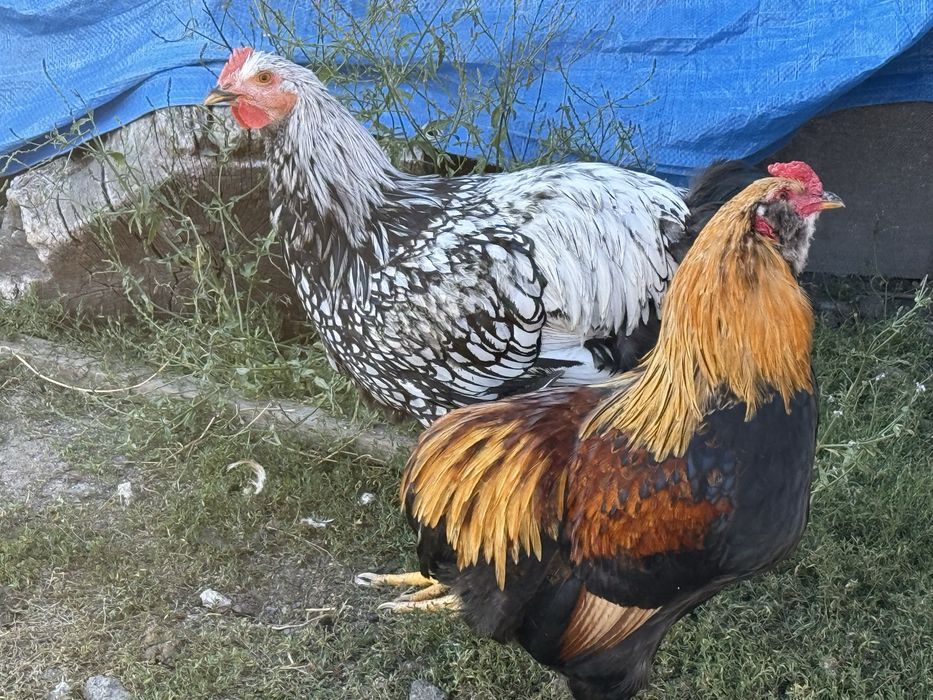 Rate lesesti si gaini de rasa