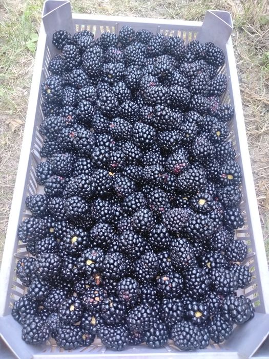 Zmeură și mure de vânzare direct de la producător naturală 100 %