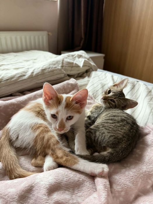 Adoptie pereche motan si pisica