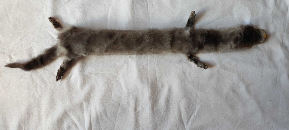 Сива яка от норка