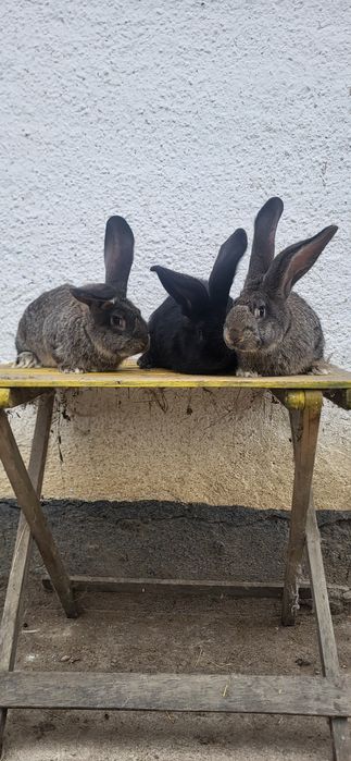 Vand Iepuri Uriași German