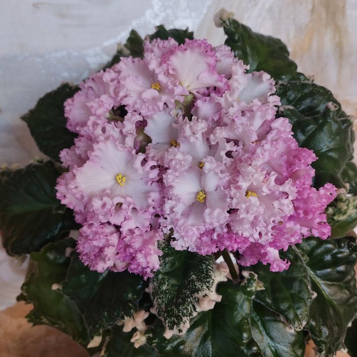 Листочек 500тг сортовые