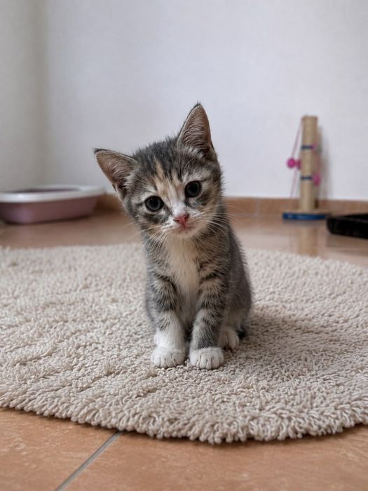 Котята в поисках дома.