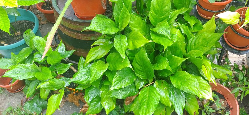 продавам Авокадо, дръвче и други цветя