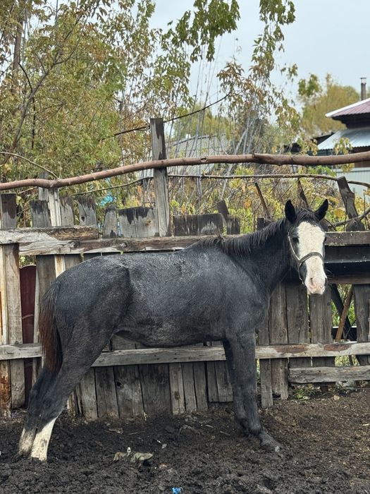 Продам кобылку 5 лет