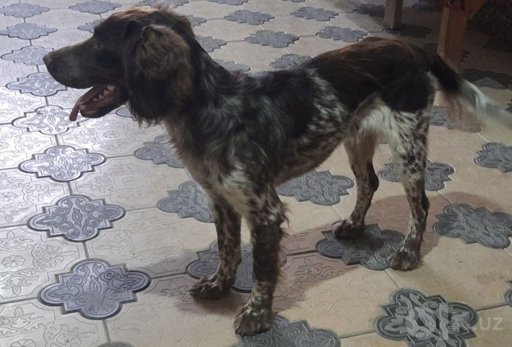 Tiza zotli Ovchi it, jinsi erkak,  parodalik