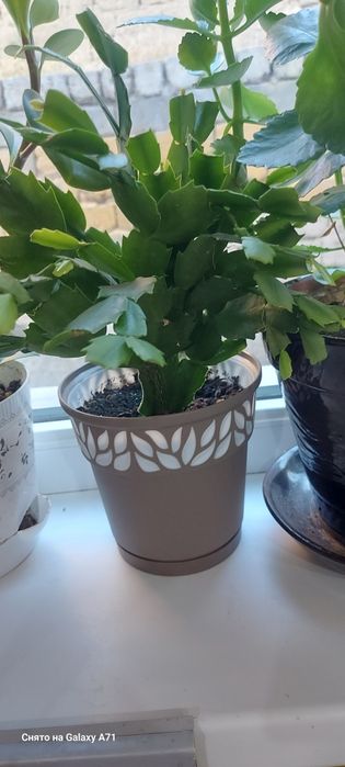 Комнатные растения