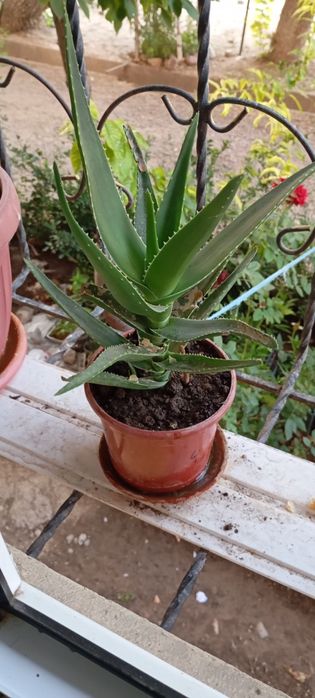Aloe guli , Алое гули