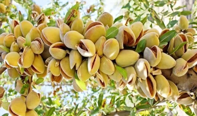 Бадем (Prunus dulcis)-150-160см.