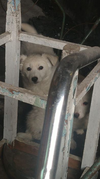 Отдам щенков мама слабая папа подлец мальчик и девочка .