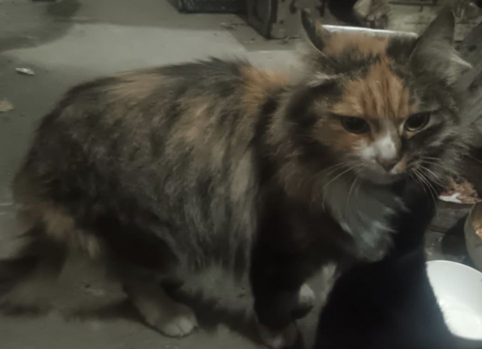 Отдам кошку крысолов