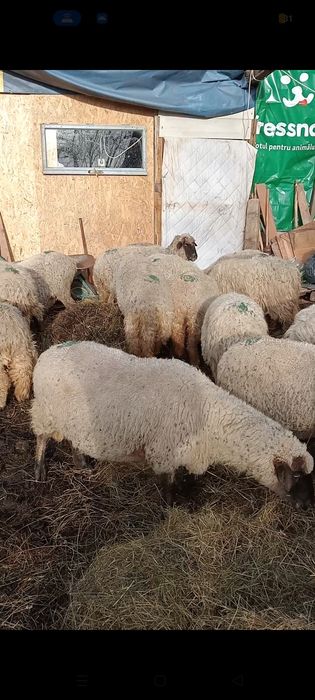 Vând 20 oi  15 tigăi și 5 țurcane