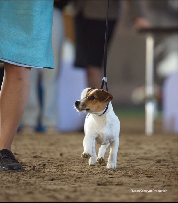 Вязка Джек Рассел Терьер