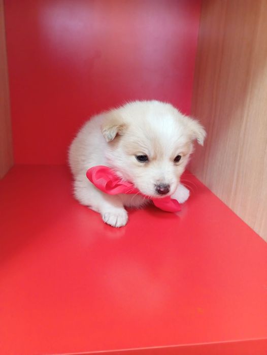 Щеночки мама балонка