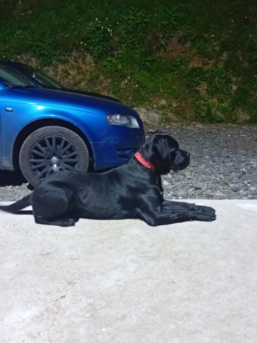 Hexi femela Cane Corso