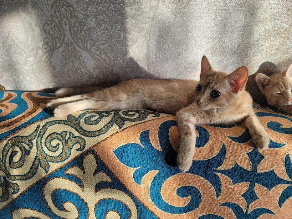 Бесплатно отдам котики