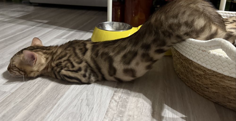 Продам бенгал котенка