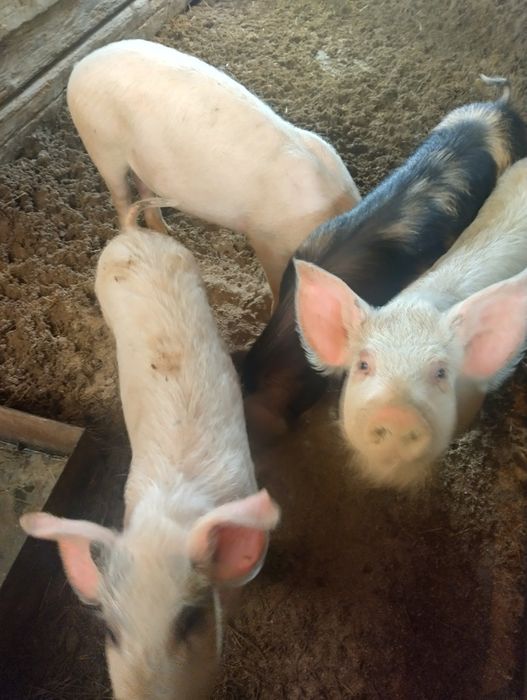 Продавам прасета на 4месеца и продавам и малки прасенца 29 дни