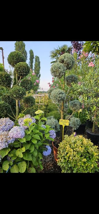 Vindem plante ornamentale de calitate superioara