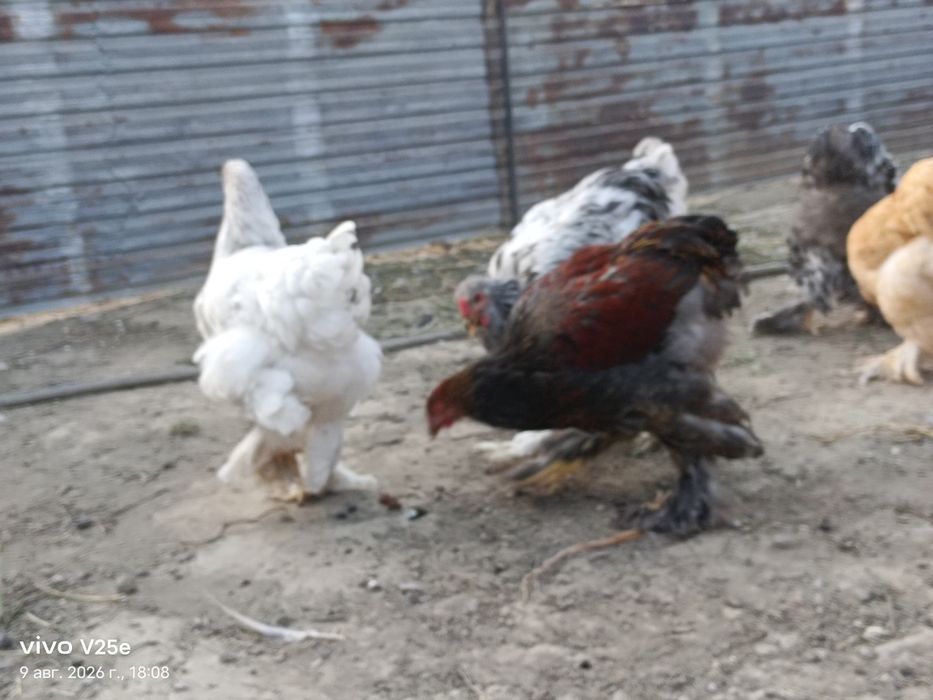 Продам цыплята брама