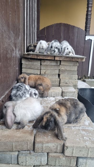 Vând tineret berbec german