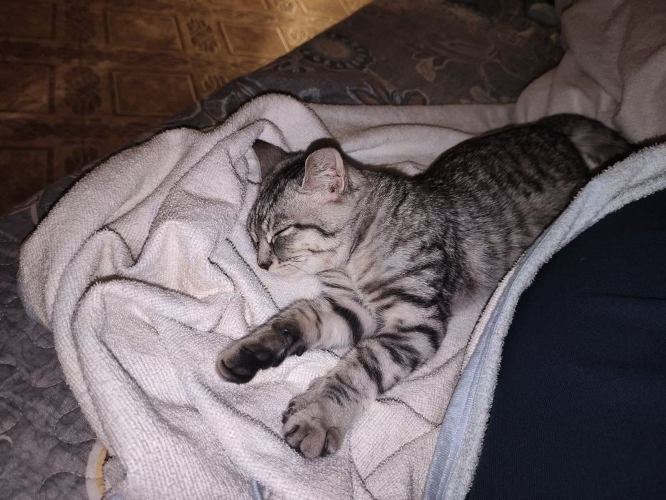Котенок бесплатно очень красивый