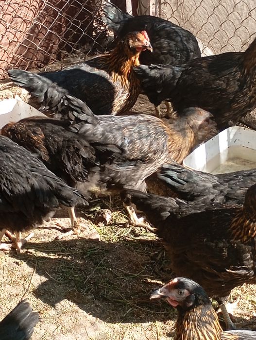 Продавам домашно гледани кокошки петли пуйки пуяци хомогорски гъски