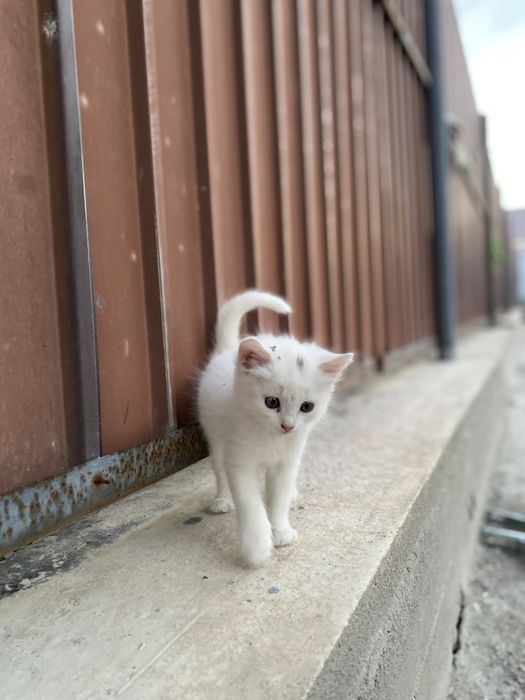 Отдам котят в хорошие ручки