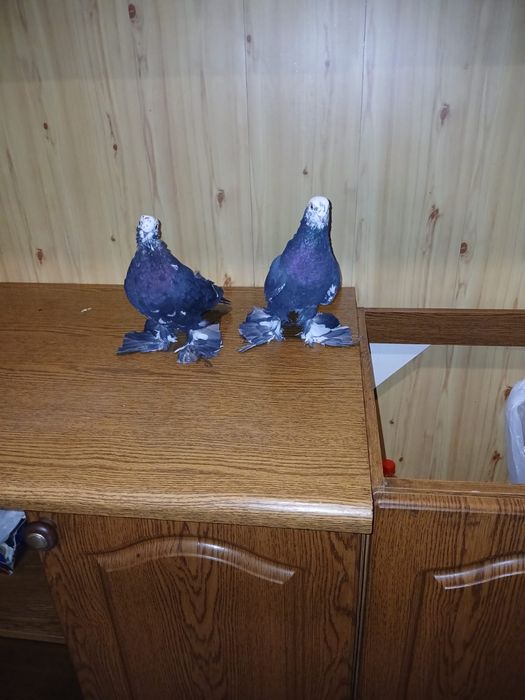 Продам голубей порода сочи