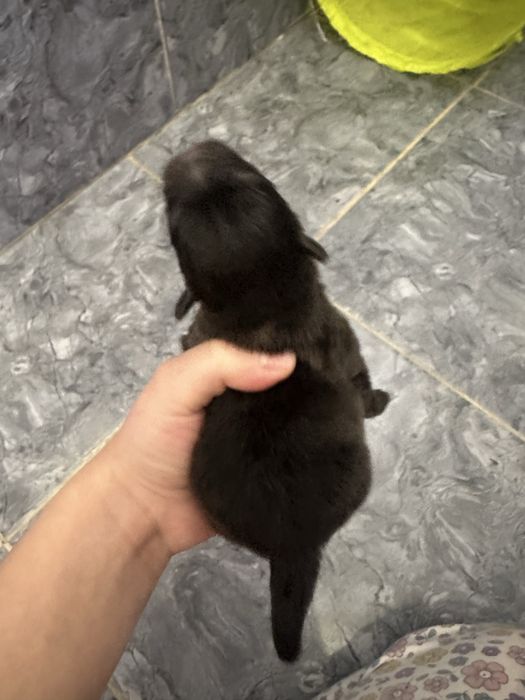 Щенки шпица на бронь