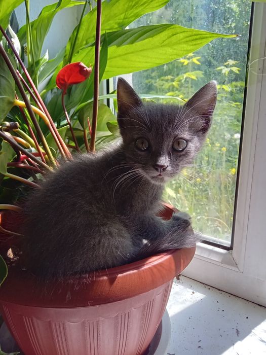 Отдам котёнка в добрые руки