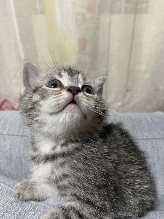 Котенок ДЕВОЧКА скрая