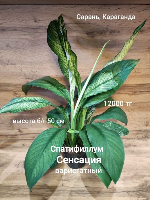 Спастифиллум Сенсация